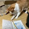 鉛筆転がしのネコ＆絶対に食べないにゃんのネコ