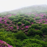 梅雨は華を鮮やかに、大分県 九重連山 久住山を弾丸登山。