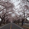 夜ノ森の桜