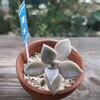 薄氷という多肉植物がいるんです