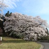 郡山市の桜⑤　弥明の桜