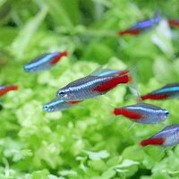 初心者向け 熱帯魚水槽の立ち上げに必要なものは 費用はどれくらい ａｂｙの熱帯魚図鑑