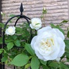 ＊バラ アイスバーグが見頃♡＆クレマチスの始まり