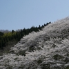 高尾城址見晴らし台の桜