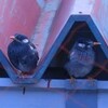 椋鳥（むくどり）
