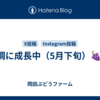 順調に成長中（5月下旬）🍇🌳