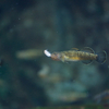 ウキゴリ Gymnogobius urotaenia