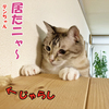 猫だって寝てるより楽しく遊ぶと若返るんだニャ！