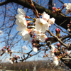 桜　今週末が見ごろ