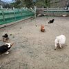老犬ホームあん｜報道