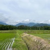 2023/06/10 土曜日　タマネギ収穫