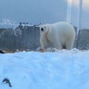 北極グマの寝床の氷とスイッチ