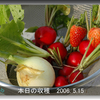 【収穫】５月15日～21日-二十日大根・イチゴ・小松菜
