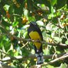 ズグロハグロキヌバネドリ(Black-headed Trogon)