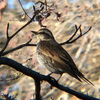 今日の鳥はツグミとアオサギ〈1220〉Today's birds are thrush and gray heron