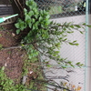 月桂樹を地植え（2014/03/29)