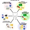 歯を強くする栄養素