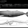 『マッコウクジラの骨格を見る度に、この骨に身が付くとこんなのになるんだから、中世代の魚竜とか実際はどんなだったかわかったもんじゃないなと思う。』の事。
