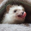 ハリネズミはすきっ歯なんです