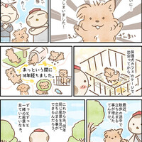 【犬漫画】てんすけ、ついに１０歳になりました【誕生日】