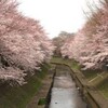 花見と賃貸住宅見