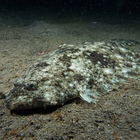 ヒラメ釣り ルアーとワームどっちが最適 一長一短をザックリ解説 Taketiyo釣りブログ