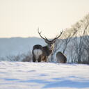 Dear Deer