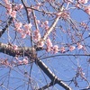 春陽に寒桜ほころぶ 