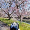 桜見散歩