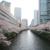 五反田・大崎の桜・2019年