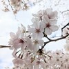 満開の桜（2023/03/27）