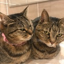猫ばか日記☆ピノとレモ