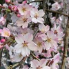 渡米前に間に合った桜の開花宣言。上野公園の桜を見てから旅立ちました。