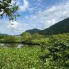 梅雨の合間の晴れた日　湿生花園　仙石原　箱根