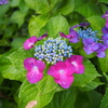 雨の日紫陽花