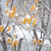 真冬の雪見紅葉