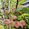 今月の美味しい＆嬉しい♪