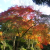 醍醐寺-秋