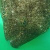 今年は魚影濃厚、銚子沖の夏ビラメ