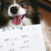 【犬の子宮蓄膿症】まさかうちの子が…避妊していない6歳の愛犬に起きた異変と手術までの記録