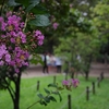 夏の公園画像スケッチ