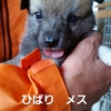 保護子犬の紹介