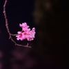 このまえの夜桜