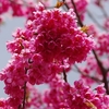 河津の桜は2色も3色もまた良し　～今日はちょっと駆け足で～