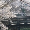 水口城址の桜その１