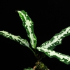 Aglaonema pictum"Tricolor"AT from Tigalingga【AZ0119-1h】