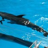 猛暑でもマクセルアクアパーク品川なら涼しく楽しめる