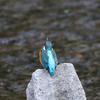 冬鳥を探しに
