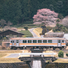 名松線で桜！一撃必撮・竹原の淡墨桜