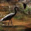 White-faced Heron  カオジロサギ